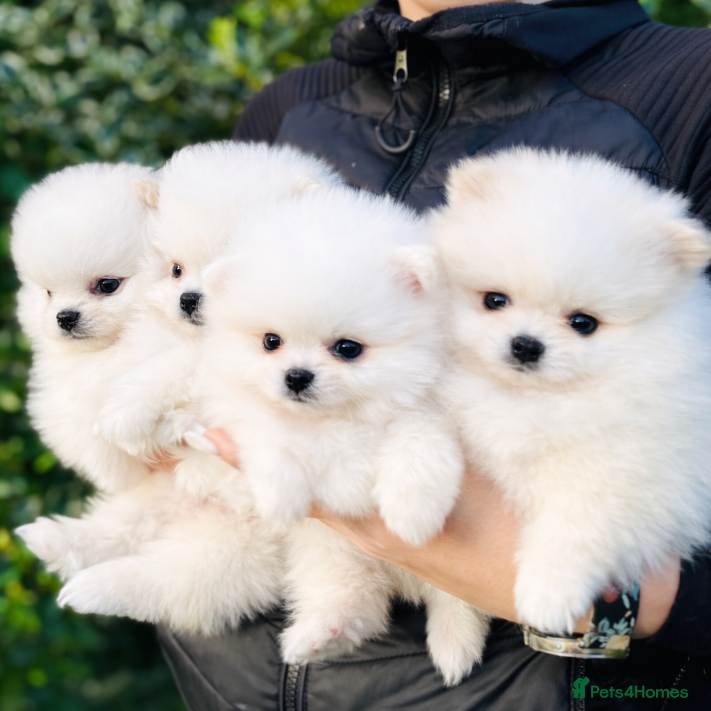 Pomeranian dogs Stunning Fluffy Pomeranian Puppies – 4 Left - Advert 2