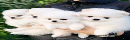 Pomeranian dogs for sale: Stunning Fluffy Pomeranian Puppies – 4 Left - Advert 2