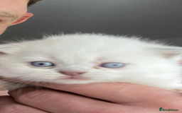 British Shorthair cats for sale: Beautiful British short hairs  - Image 17