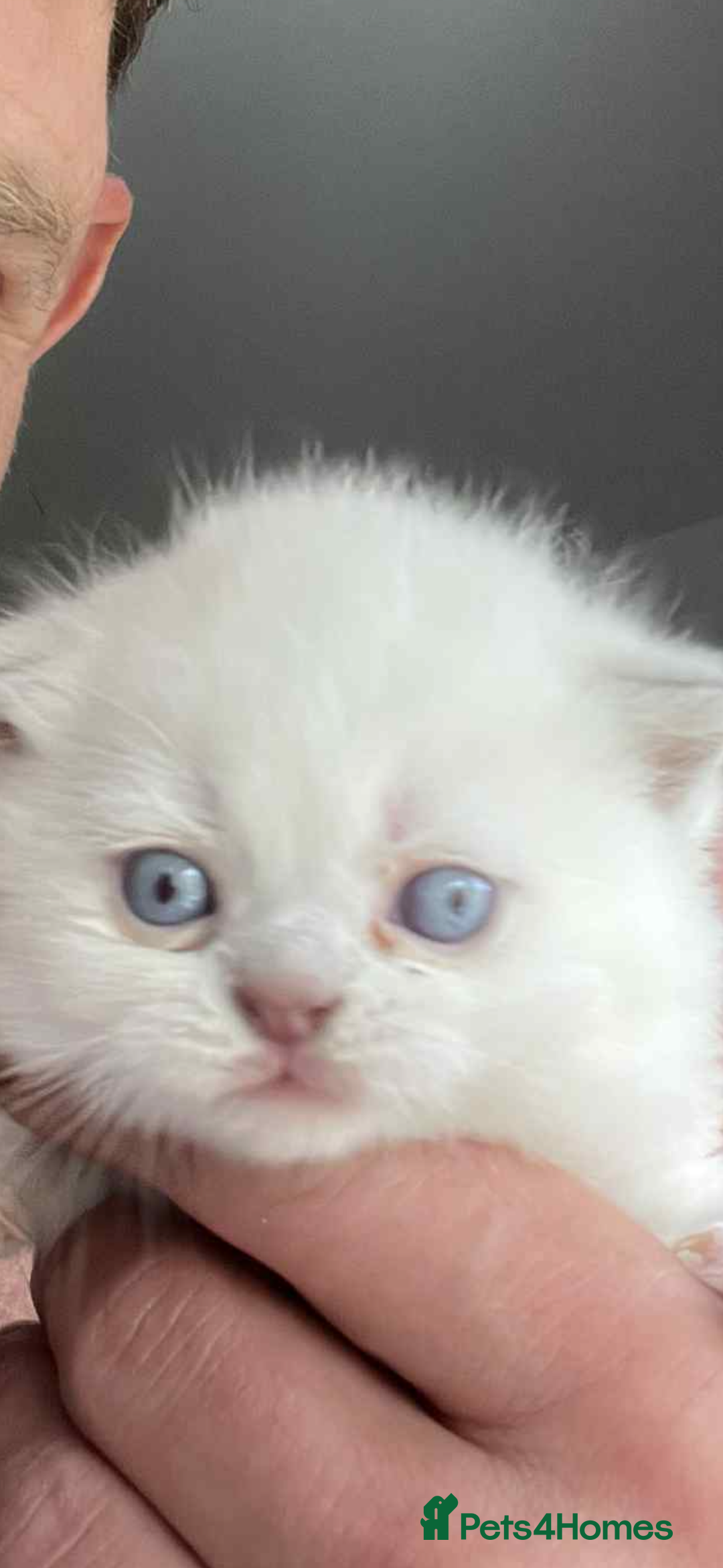British Shorthair cats for sale: Beautiful British short hairs  - Image 17
