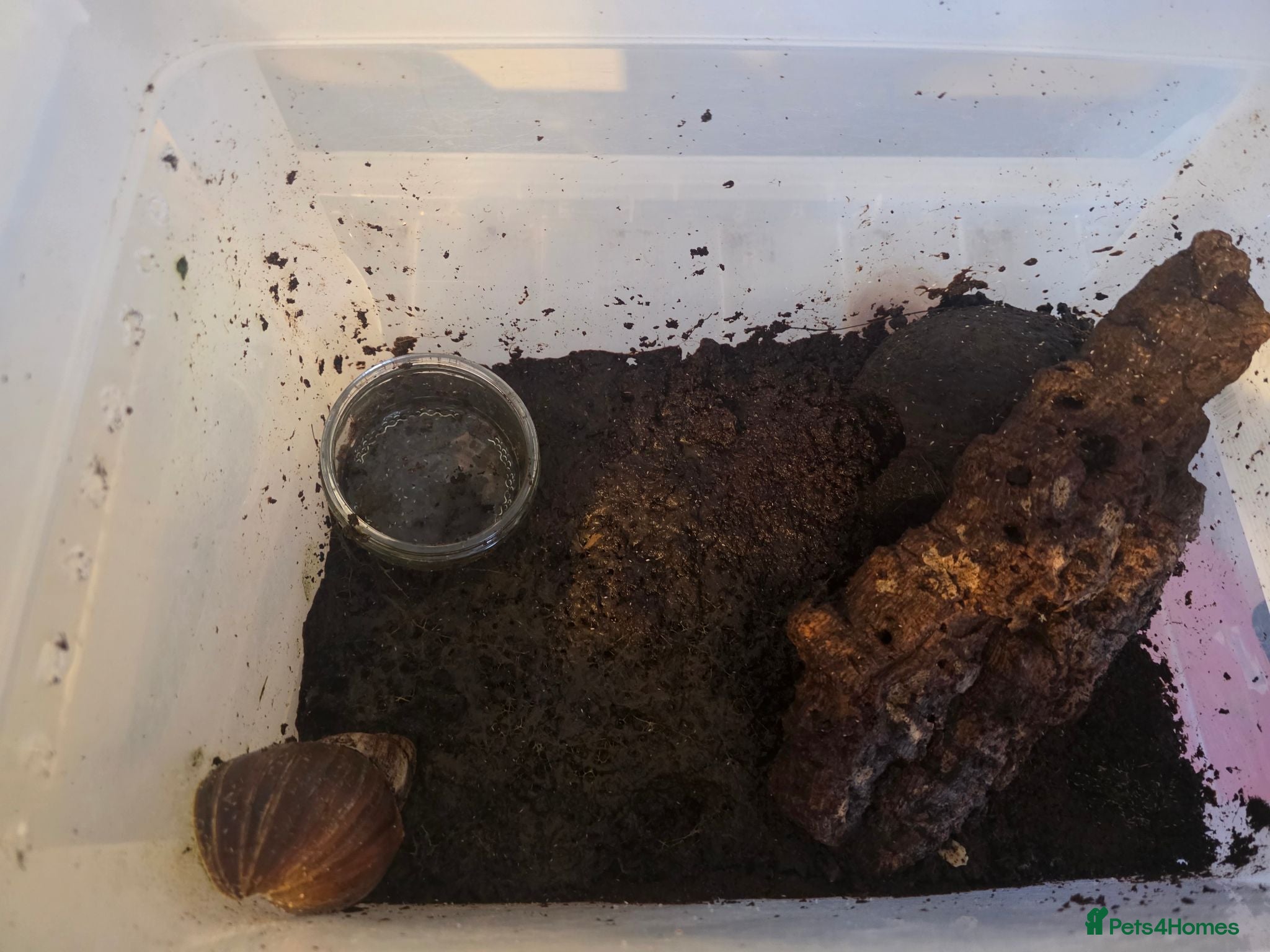 Mixed Breed reptiles Reptile Rehome look below for listing's. - Advert 1