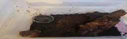 Mixed Breed reptiles for sale: Reptile Rehome look below for listing's. - Advert 3