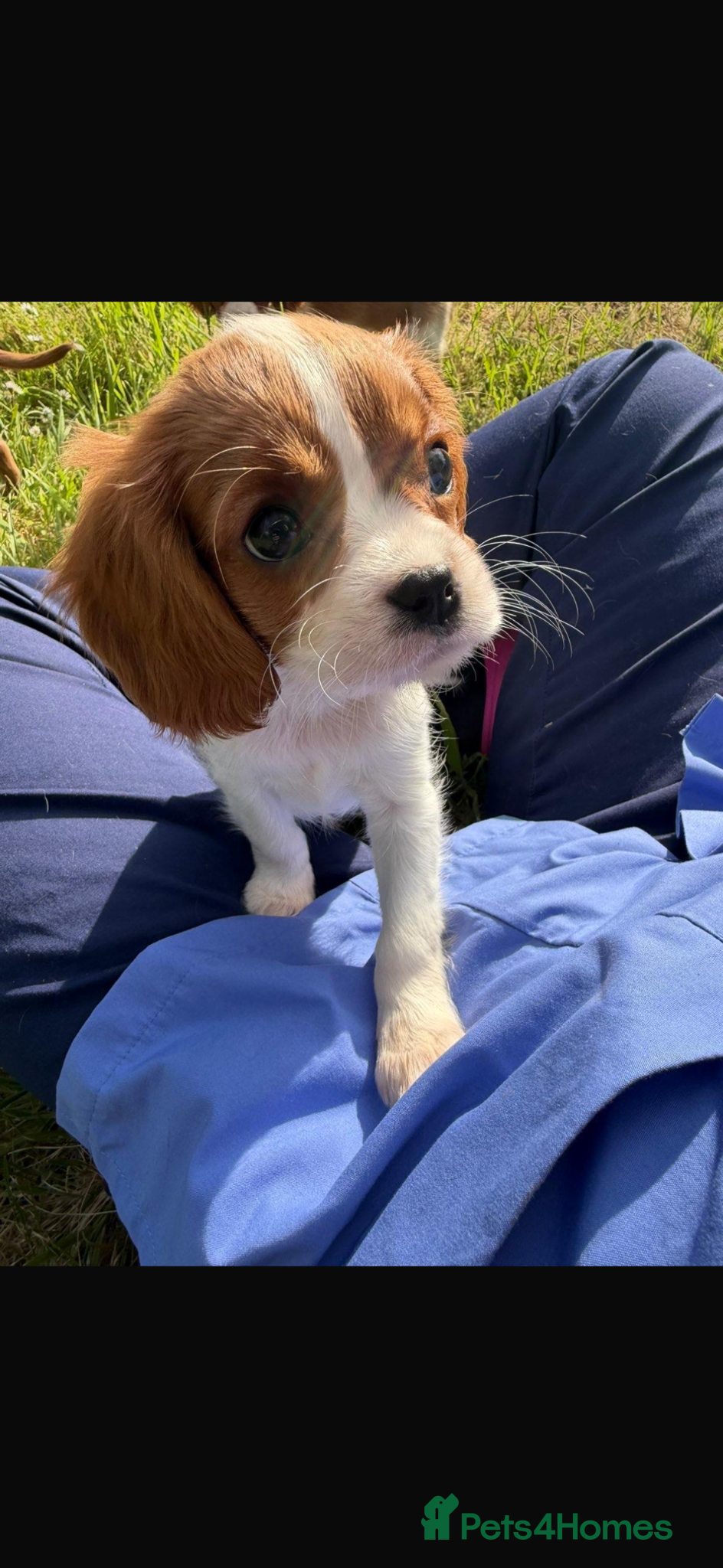 Cavalier King Charles Spaniel dogs 4 stunning King Charles cavalier puppy’s  - Advert 1