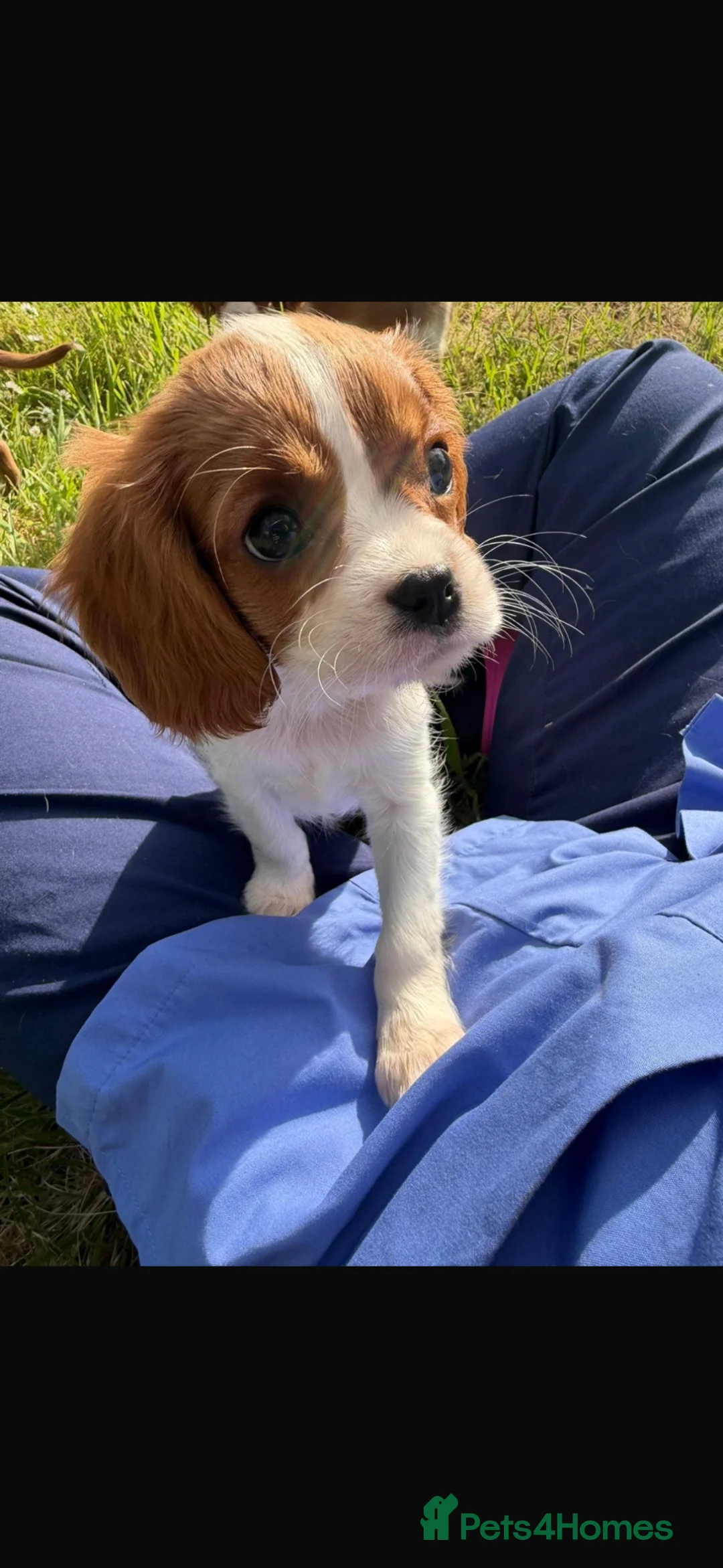 Cavalier King Charles Spaniel dogs for sale: 4 stunning King Charles cavalier puppy’s  - Advert 1