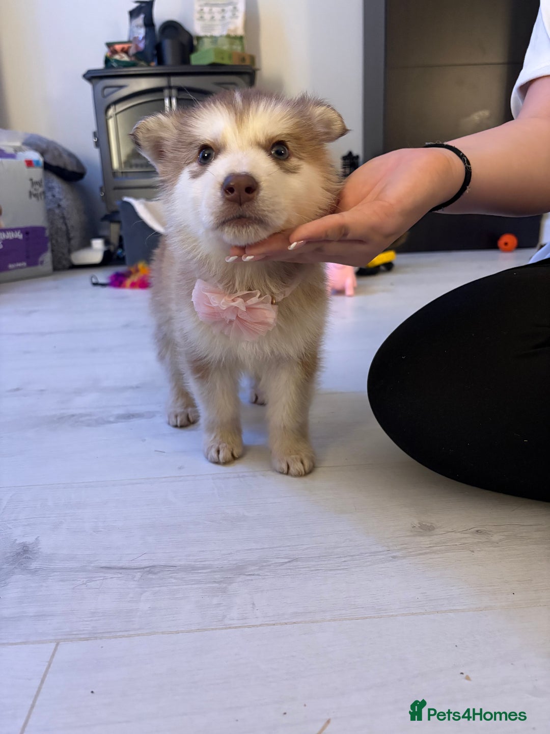 Mixed Breed dogs for sale: Dakota and Akila - Advert 12