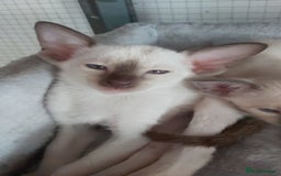 Oriental cats for sale: Full Pedigree Oriental 6 Kittens XL size ears GCCF - Image 20