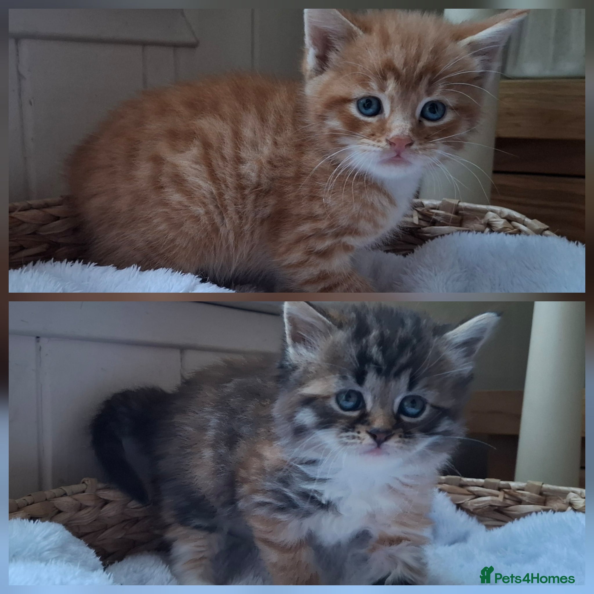 Mixed Breed cats 5 beautiful fluffy chunky main coon cross kittens - Advert 4