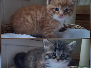 Mixed Breed cats 5 beautiful fluffy chunky main coon cross kittens - Advert 9