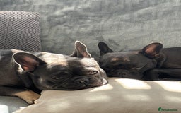 French Bulldog dogs for sale: French bulldog pups - Image 6