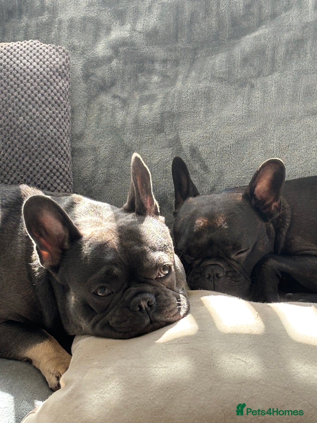 French Bulldog dogs for sale: French bulldog pups - Image 6