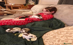 Rex rabbits for sale: Mixed litter of Mini Rex  - Image 14