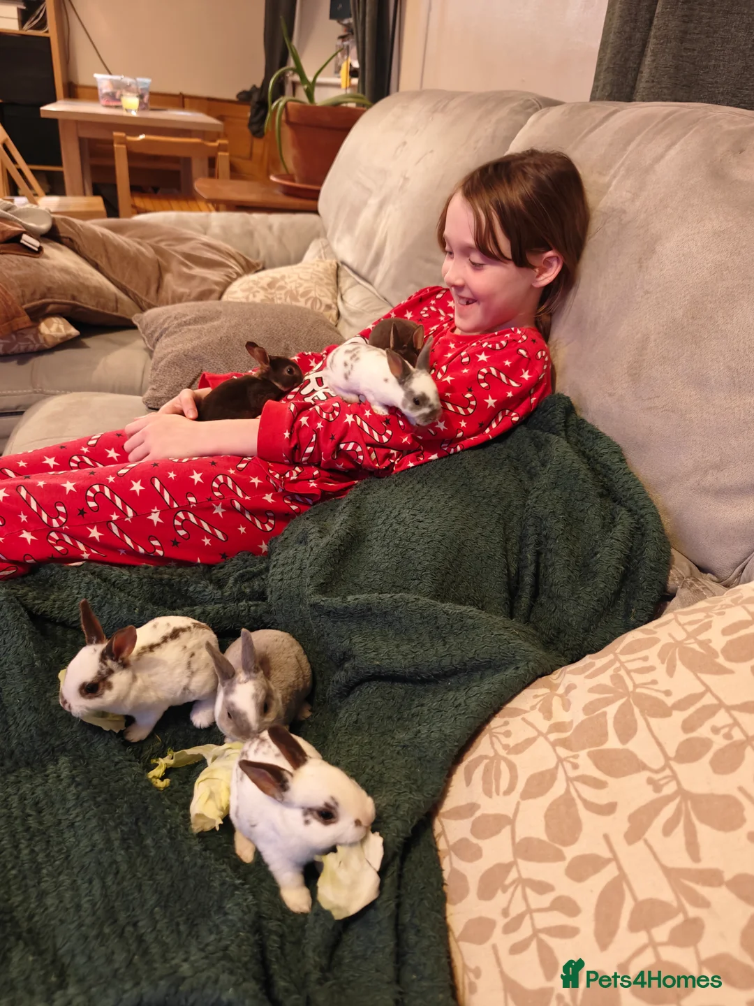 Rex rabbits for sale: Mini Rex Does - Advert 13