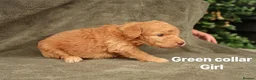 Labradoodle dogs for sale: Labradoodles Miniature/Midi Puppies Muliti Gen  - Advert 14