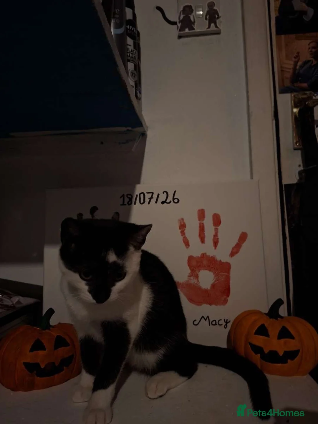 Domestic Shorthair cats for sale: kitten  in Basingstoke - Advert 7