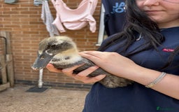 Ducks poultry for sale: Runner ducklings unsexed  - Image 3