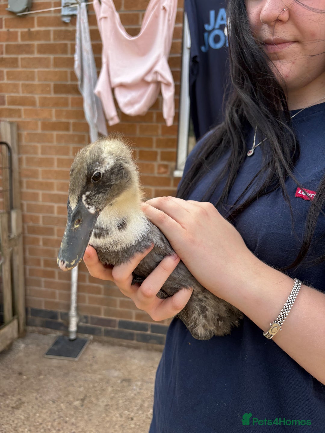 Ducks poultry for sale: Runner ducklings unsexed  - Image 3