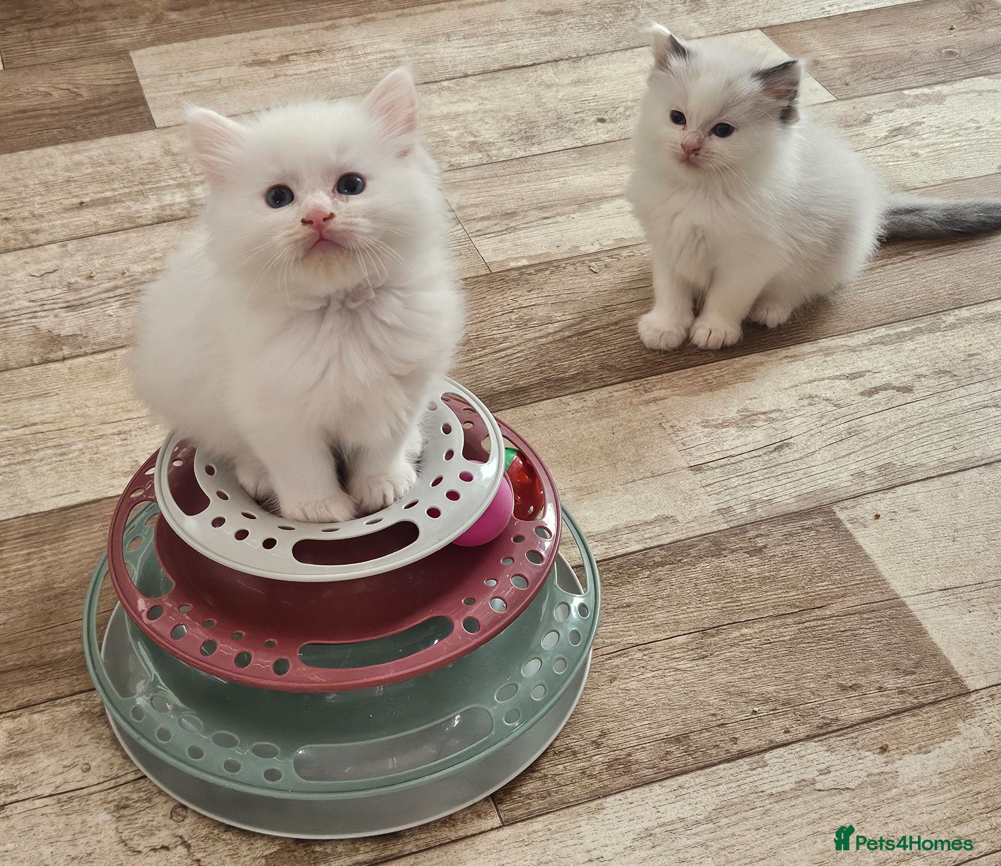 Ragdoll cats Pure Ragdolls - Advert 1