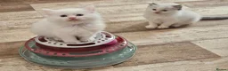 Ragdoll cats for sale: Pure Ragdolls in Pontypool - Advert 14