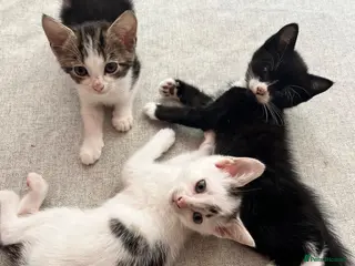 Mixed Breed cats Only two lovely kittens left. - Advert 1
