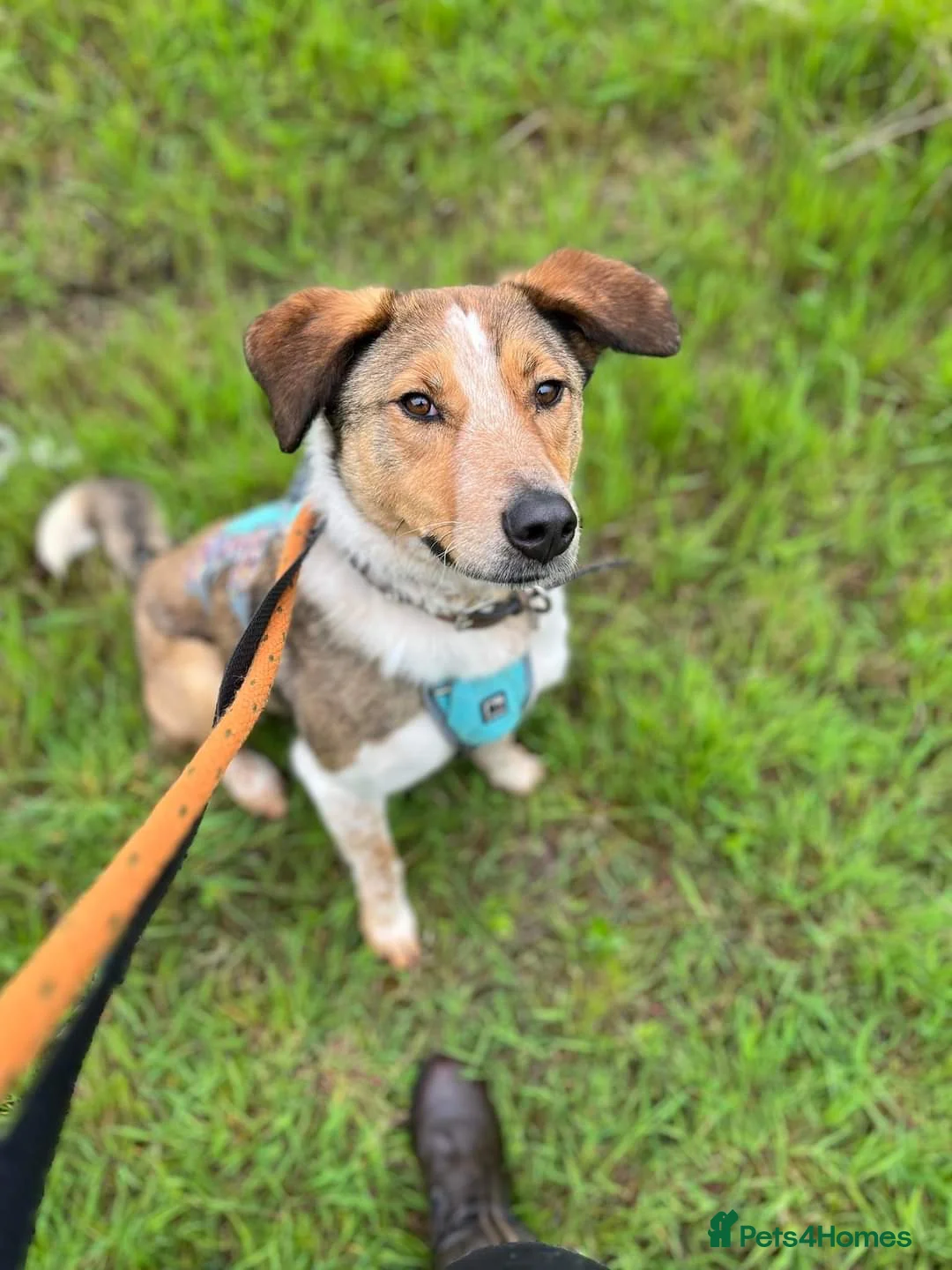 Mixed Breed dogs for adoption: Meet Jiji, currently residing in Cheshire  in Nantwich - Advert 12