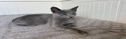 Russian Blue cats for sale: Russian Blue Boy - Advert 4