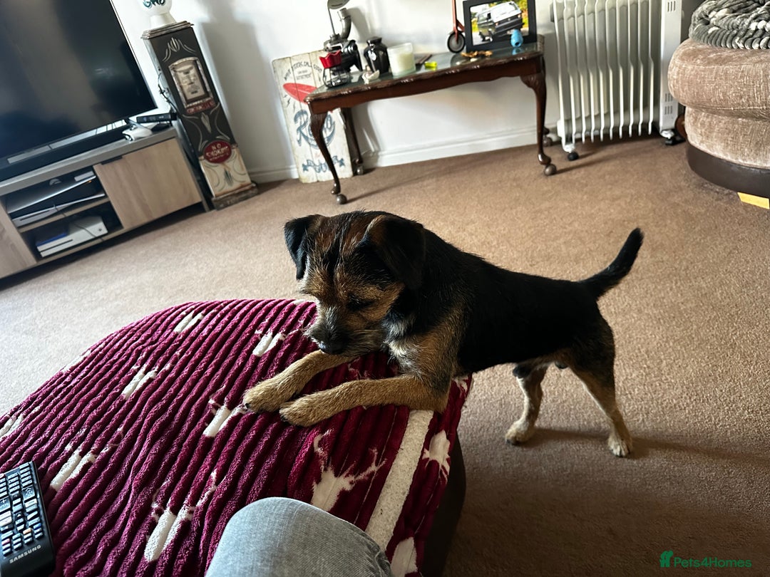 Border Terrier dogs for stud: KC registered, Slem clear first time stud - Advert 6