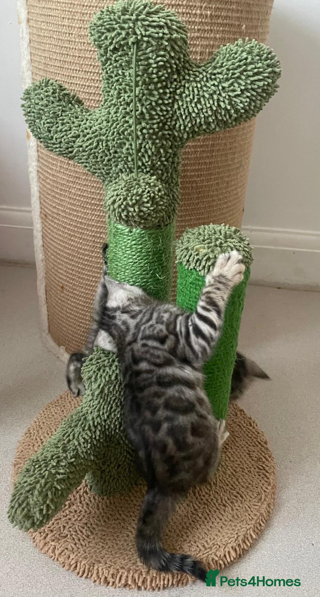Bengal cats for sale: Stunning Silver Bengal Kittens 😻 - Image 31