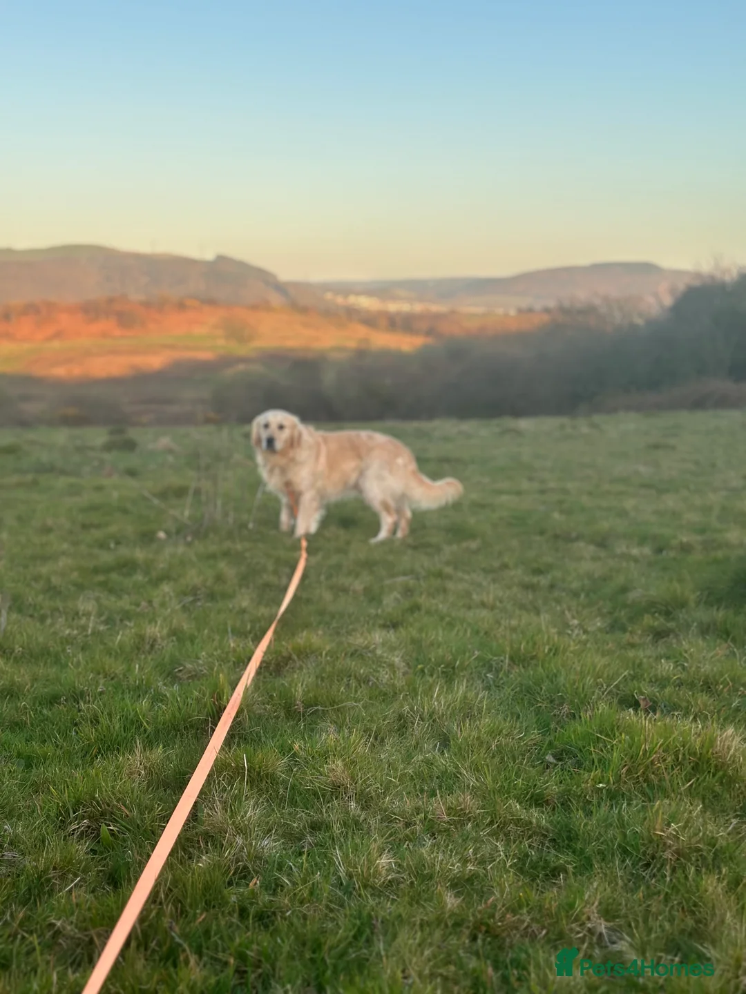 Golden Retriever dogs for stud: Hugh - Golden Retiver Stud  in Neath - Advert 5