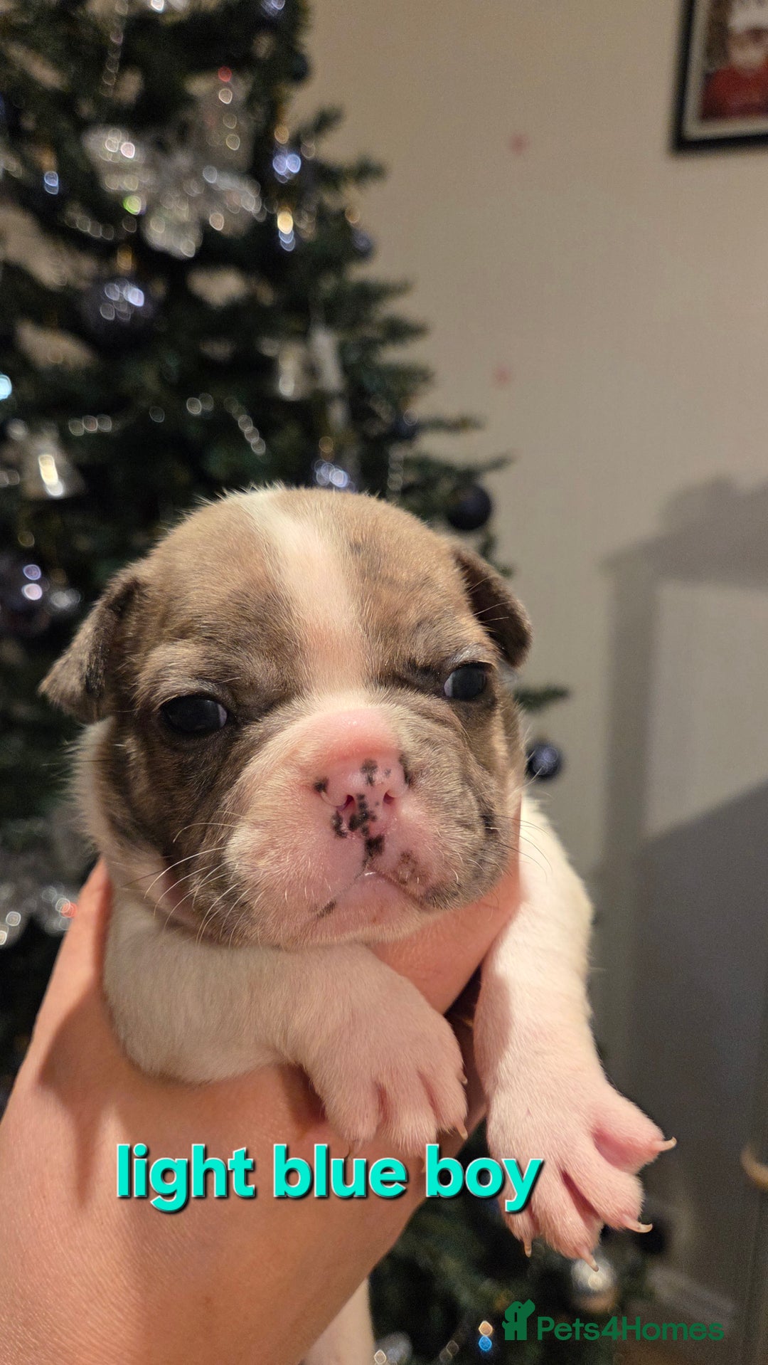 French Bulldog dogs for sale: Adorable French Bulldog puppies  - Advert 15