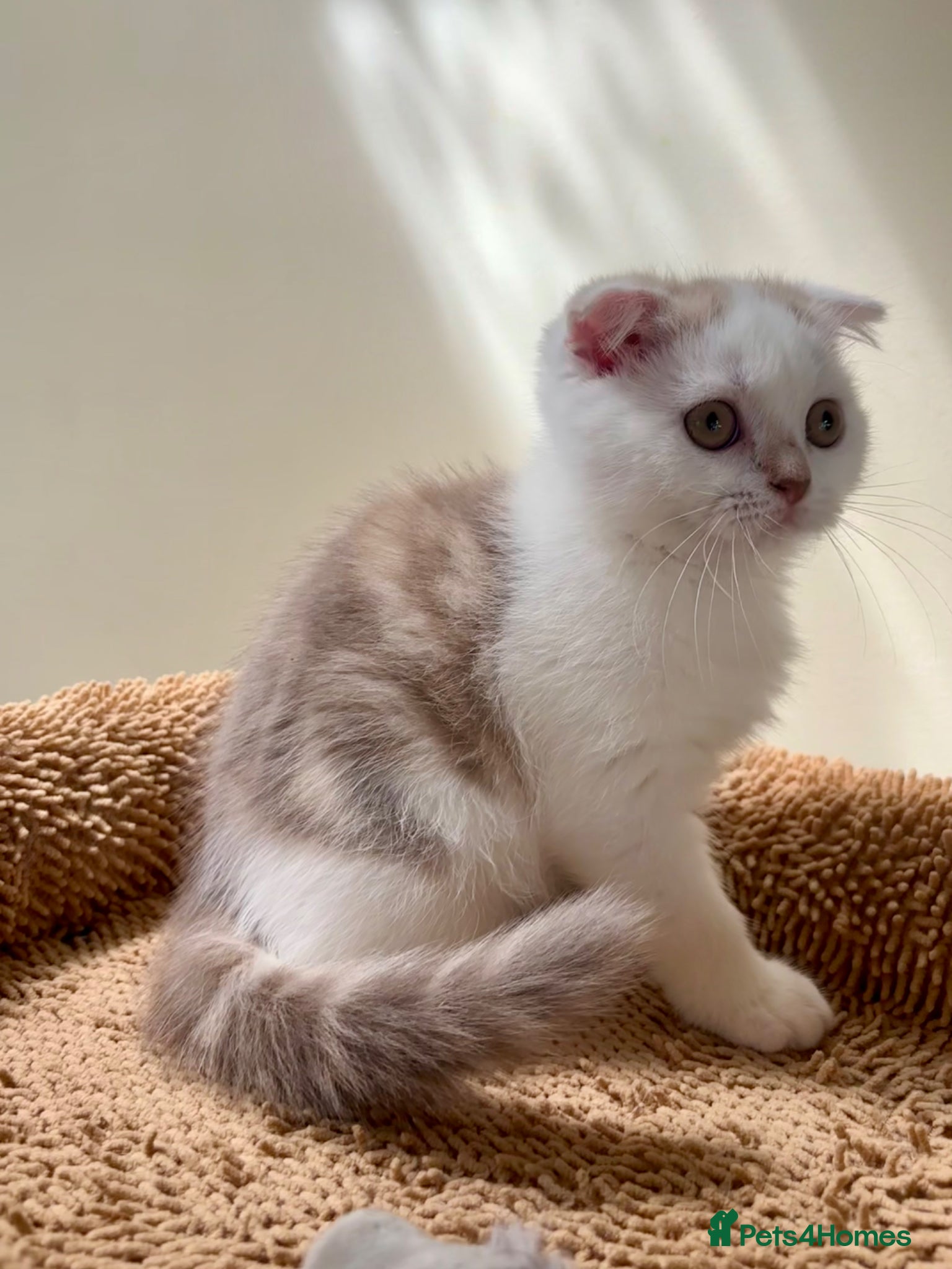 Scottish Fold cats for sale: Pedigree Adorable Scottish Fold Kittens  - Advert 10