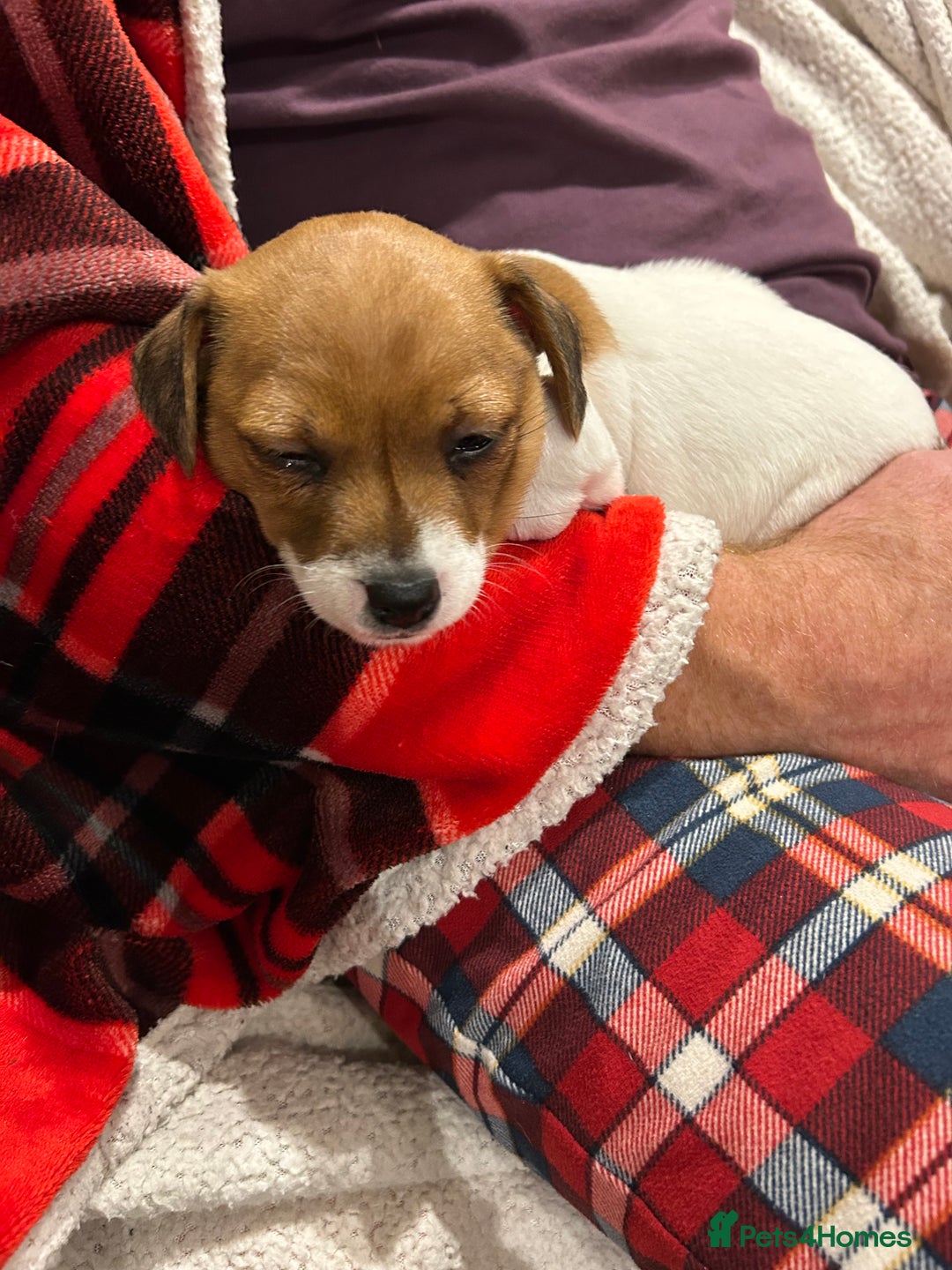 Jack Russell dogs for sale: Beautiful tri coloured female Jack Russell’s  - Advert 6