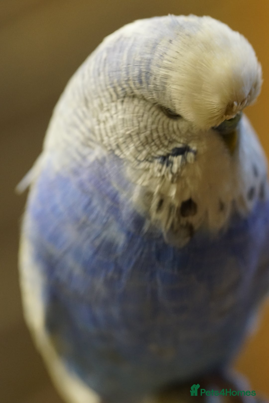 Budgerigars birds for sale: Budgies  - Advert 19