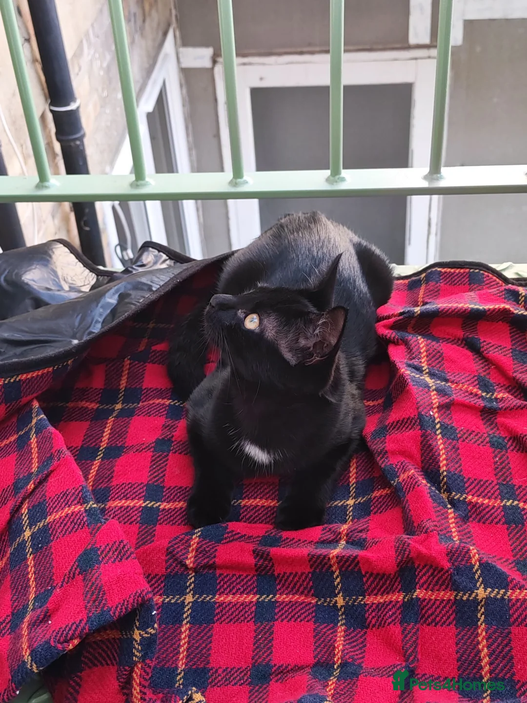Mixed Breed cats for sale: 4 month old kitten - Advert 8