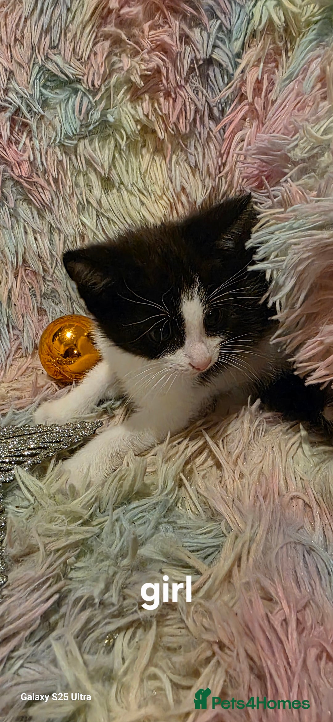 Mixed Breed cats for sale: Kittens  - Advert 6