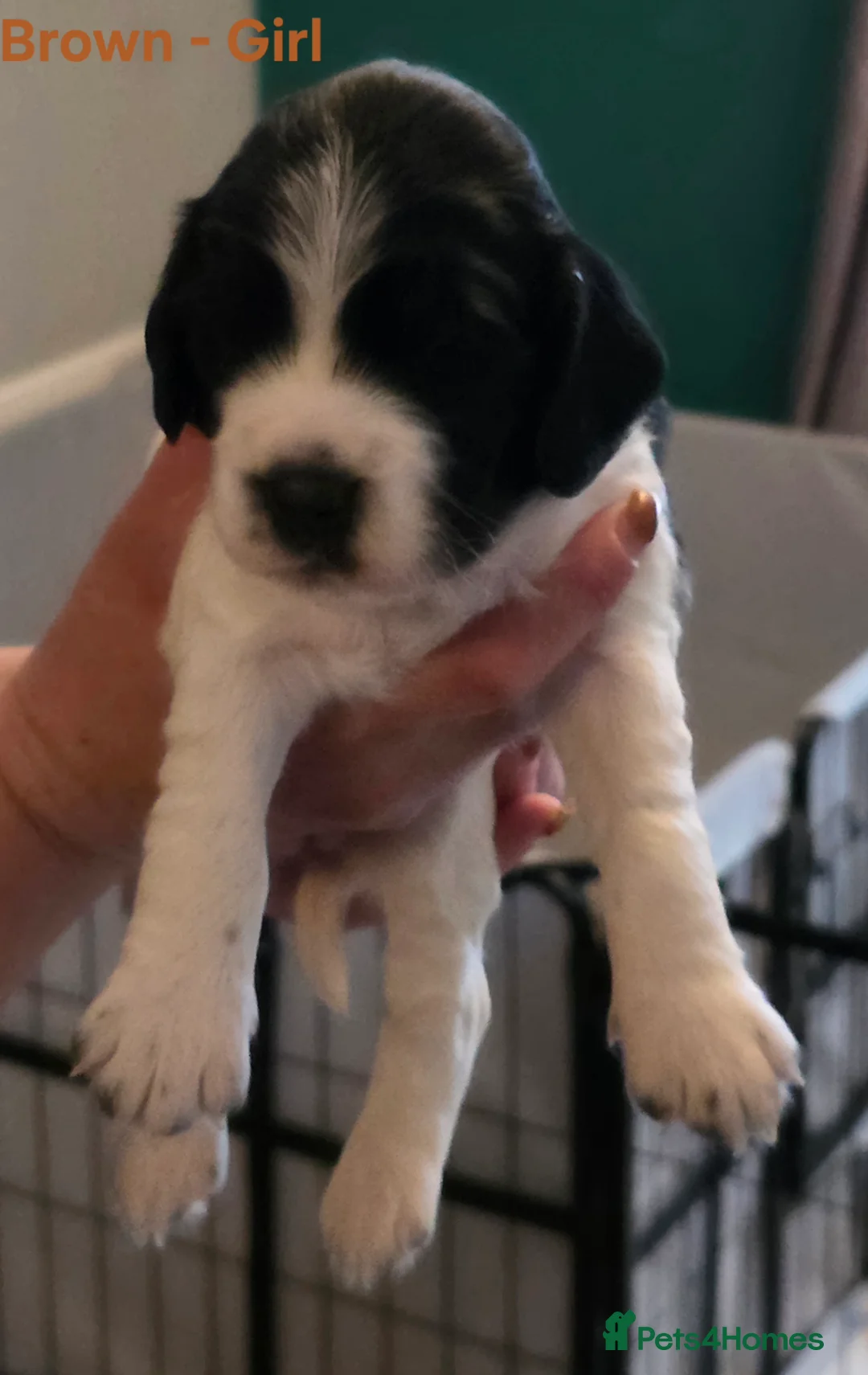 Sprocker dogs for sale: 5 beautiful girls and 2 beautiful males - Advert 2