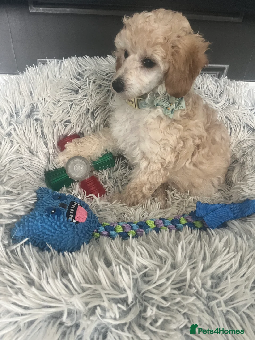 Toy Poodle dogs for sale: Adorable toy poodle girl puppy 11 weeks  - Advert 5
