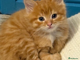 Maine Coon cats - Advert 9