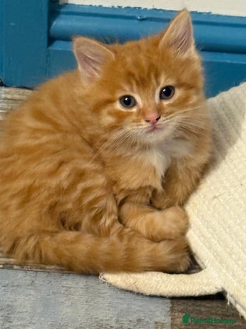 Maine Coon cats - Advert 4