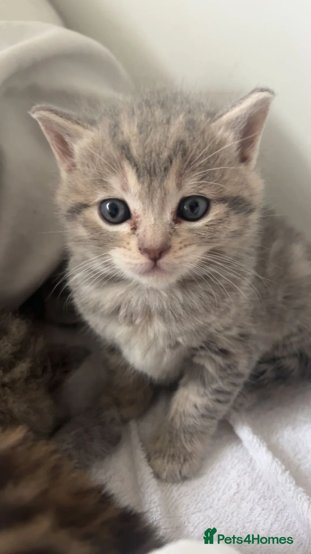 Bengal cats for sale: Beautiful bengal x British short hair kittens  - Advert 2