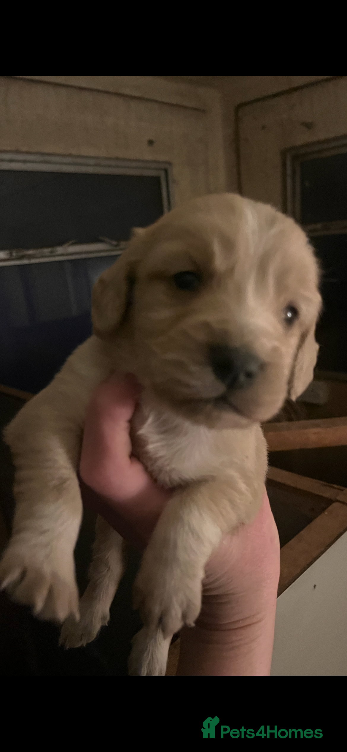 Sprocker dogs Beautiful Sprocker puppies READY NOW - Advert 1