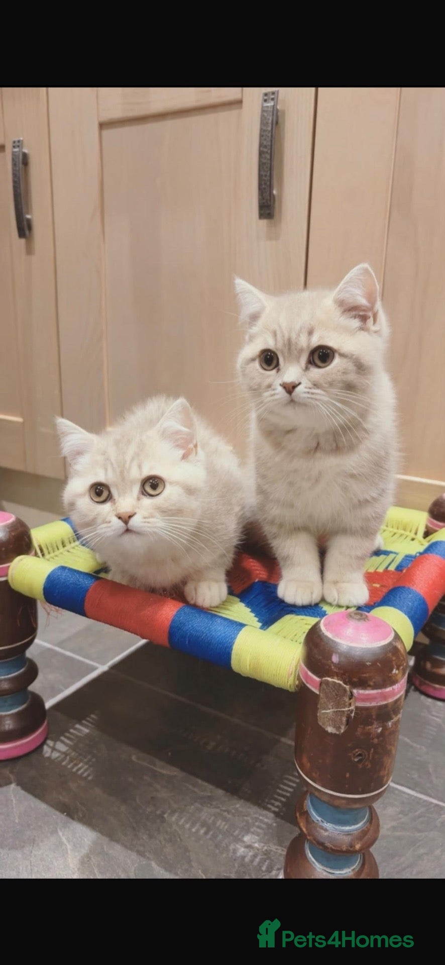 British Shorthair cats AVAILABLE 2  British short hairs for sale  - Advert 13