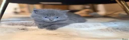 Ragdoll cats for sale: Blue/lilac Ragdoll babies - Advert 14