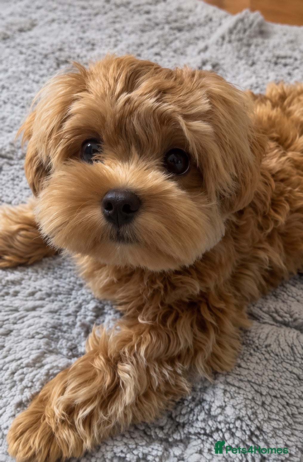 Maltipoo dogs Asian/Korean Maltipoo. DNA tested parents. - Advert 2