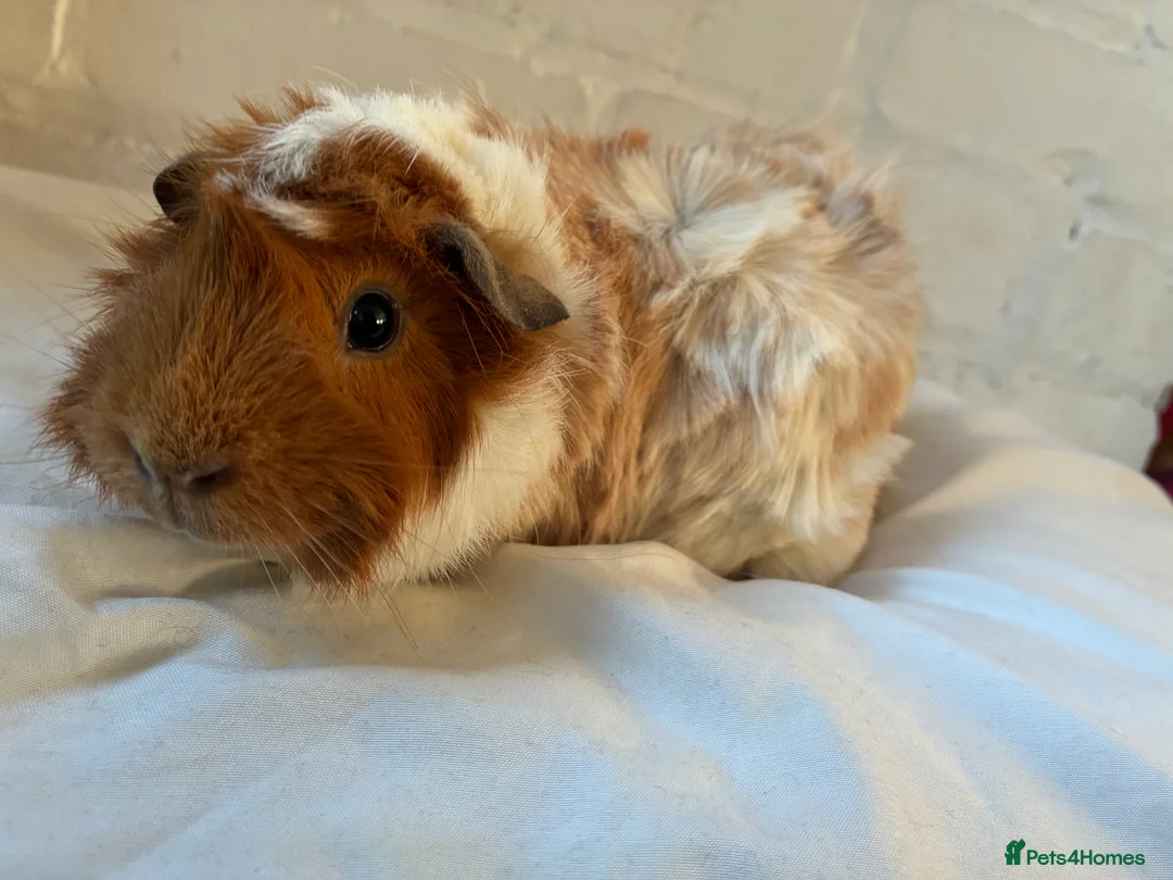 Guinea Pig rodents for sale: Free Female Guinea pigs  - Advert 5