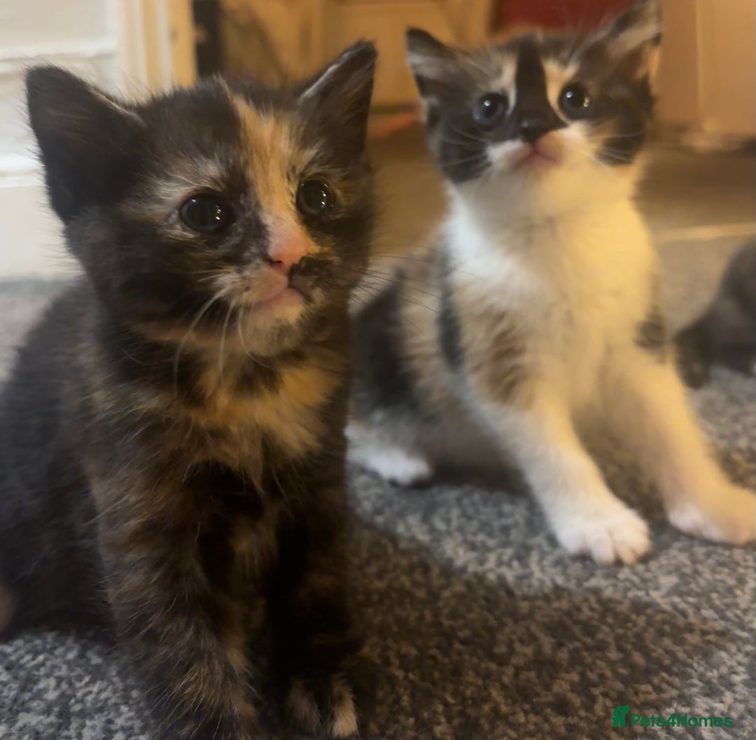 Mixed Breed cats for sale: Siamese kitties💕  - Advert 4