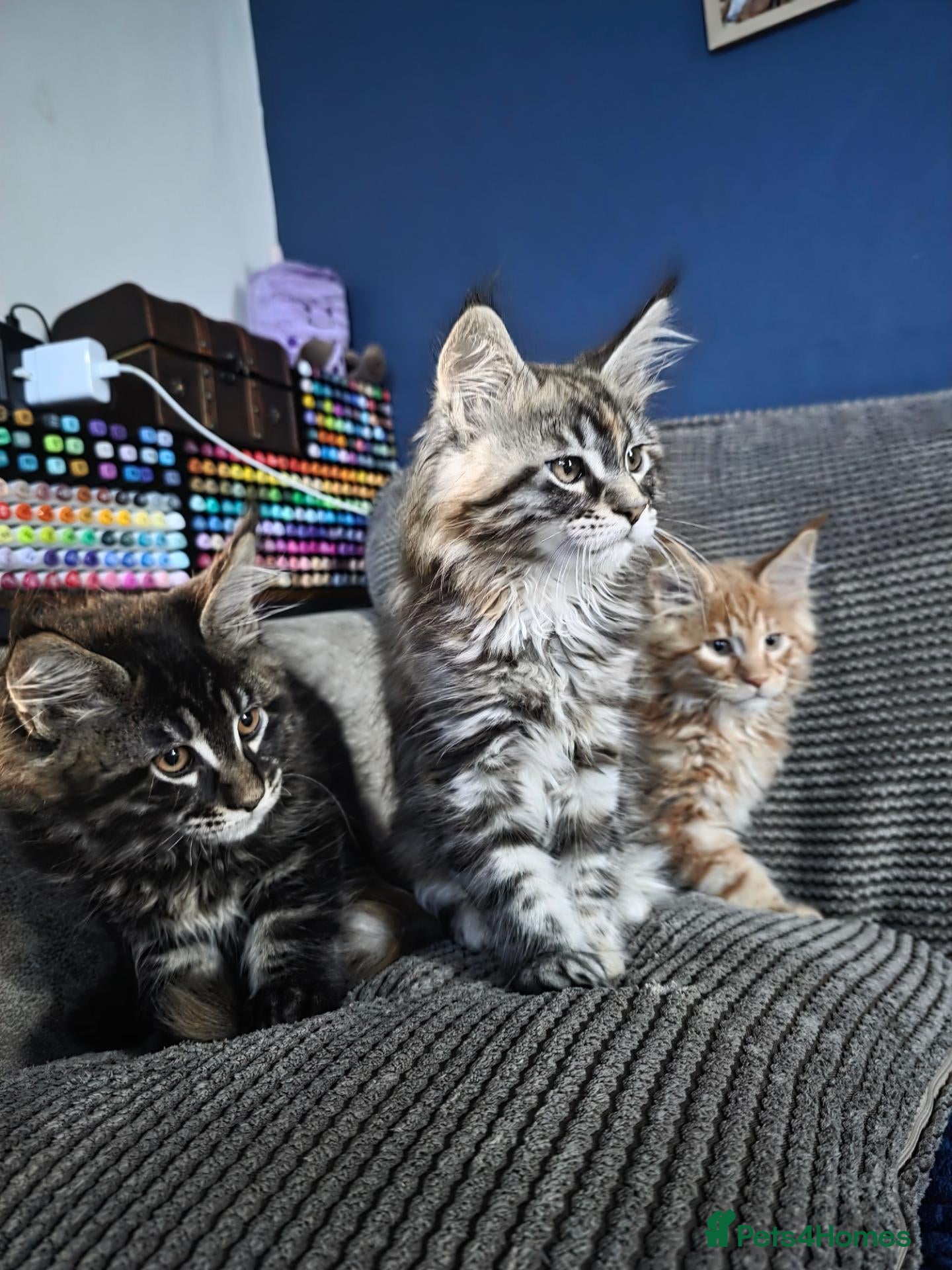 Maine Coon cats Five Beautiful Maine Coon Kittens - Advert 1