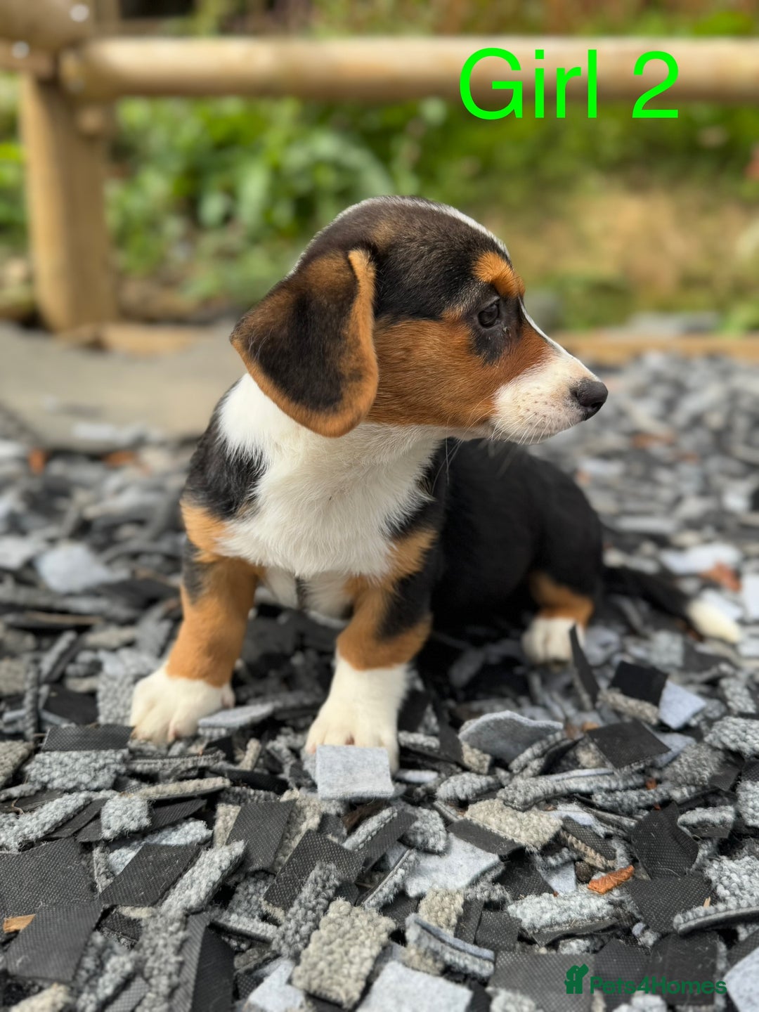 Welsh Corgi Cardigan dogs for sale: Welsh Cardigan Corgi Puppies  - Image 4