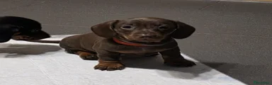 Miniature Dachshund 3