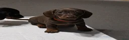 Miniature Dachshund dogs for sale: For Sale Beautiful KC reg Miniature Dachshunds in Leek - Advert 4