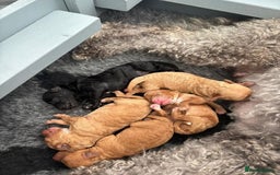 Cavapoo dogs for sale: Cavapoo puppies  - Image 2